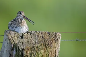 Common snipe (Gallinago gallinago)