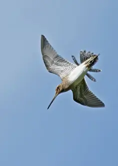 Common Snipe (Gallinago gallinago) adult