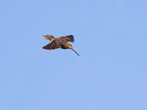 Common Snipe (Gallinago gallinago) in drumming display flight over breeding ground with spread out tail feathers