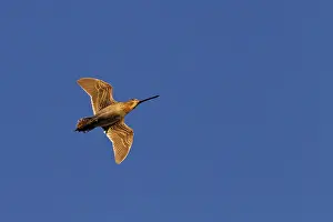 Common Snipe (Gallinago gallinago) flying
