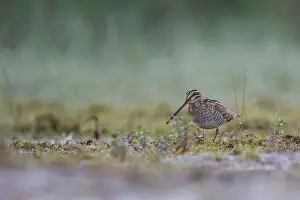 Common Snipe (Gallinago gallinago) foraging