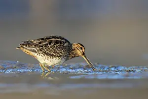 Common Snipe (Gallinago gallinago) foraging