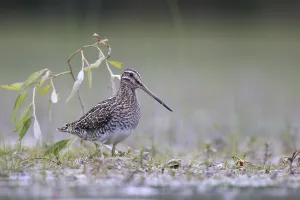Common Snipe (Gallinago gallinago) foraging