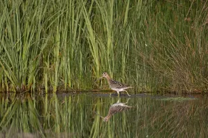 Common Snipe (Gallinago gallinago) foraging