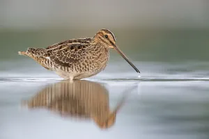 Common Snipe (Gallinago gallinago) foraging