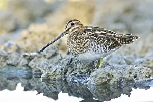 Common Snipe (Gallinago gallinago) foraging