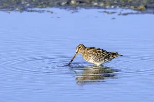Common snipe (Gallinago gallinago) foraging in shallow water by probing soft mud along pond bank in late summer