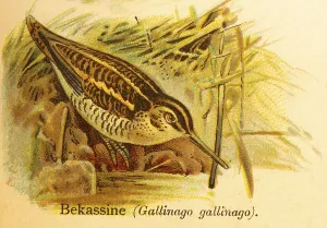Common snipe (Gallinago gallinago) lakeshore
