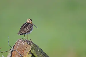 Common snipe (Gallinago gallinago) sitting on a pole
