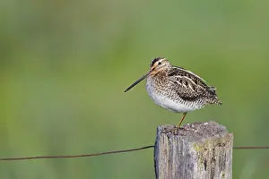 Common snipe (Gallinago gallinago) sitting on a pole