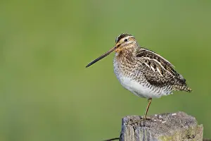 Common snipe (Gallinago gallinago) sitting on a pole
