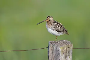 Common snipe (Gallinago gallinago) sitting on a pole