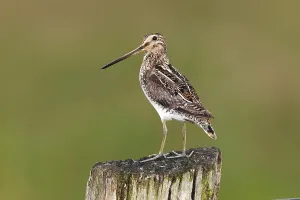 Common Snipe (Gallinago gallinago) standing on a pole