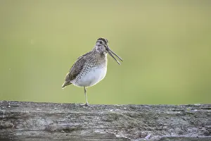 A common snipe (Gallinago gallinago) stands calling with its beak open on a log in quiet green surroundings