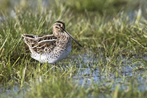Common snipe (Gallinago gallinago) stands in a damp meadow