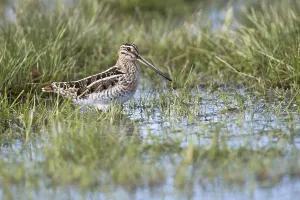 Common snipe (Gallinago gallinago) in a wet meadow