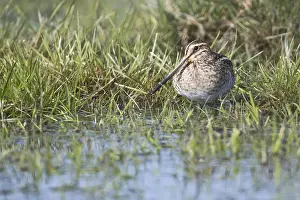 Common snipe (Gallinago gallinago) in a wet meadow