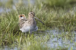 Common snipe (Gallinago gallinago) in a wet meadow