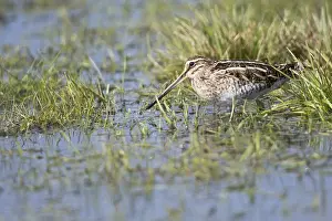 Common snipe (Gallinago gallinago) in a wet meadow