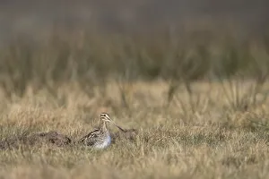 Common Snipe (Gallinago gallinago) in a wet meadow