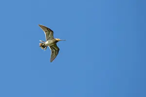 Common Snipe in mating flight, Lembruch