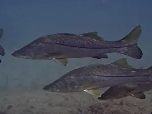 Common snook (Centropomus undecimalis)