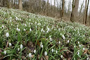 Common snowdrop (Galanthus nivalis)