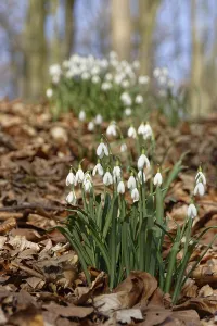 Common snowdrop (Galanthus nivalis)