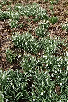 Common snowdrop (Galanthus nivalis)