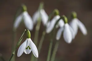 Common snowdrops (Galanthus nivalis) in flower in forest in spring