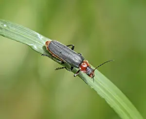 Common soft beetle Cantharis fusca