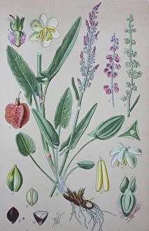 Common sorrel (Rumex acetosa), historical illustration from 1885