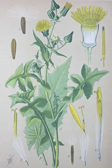 Common sowthistle (Sonchus oleraceus)