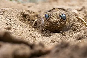A common spadefoot toad, Pelobates cultripes