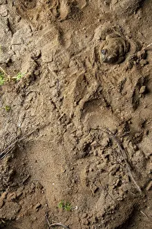 A common spadefoot toad, Pelobates cultripes