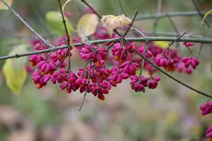 Common spindle bush (Euonymus europaeus)