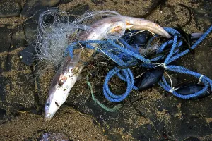 Common spiny dogfish (Squalus acanthias) dead