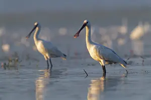 Two Common spoonbill (Platalea leucorodia) standing in the water