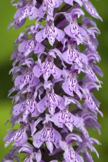 Common Spotted Orchid (Dactylorhiza fuchsii)
