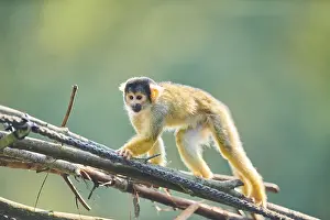 Common squirrel monkey (Saimiri sciureus)