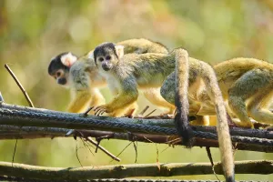 Common squirrel monkey (Saimiri sciureus)