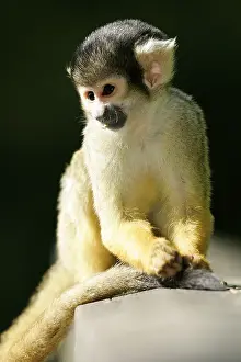 Common squirrel monkey (Saimiri sciureus)
