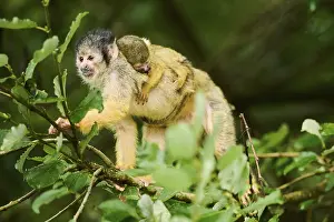 Common squirrel monkey (Saimiri sciureus) mother with her youngster