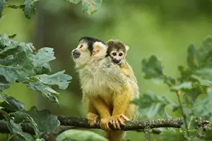 Common squirrel monkey (Saimiri sciureus) mother with her youngster in a tree