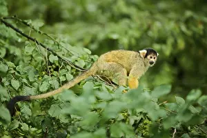 Common squirrel monkey (Saimiri sciureus) in a tree