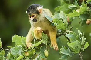 Common squirrel monkey (Saimiri sciureus) in a tree