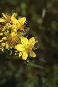 Common St John's wort (Hypericum perforatum)