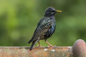 Common starling, European Starling (Sturnus vulgaris)