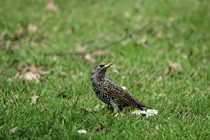 Common starling (Sturnus vulgaris)