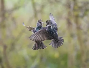 Common Starling, (Sturnus vulgaris)